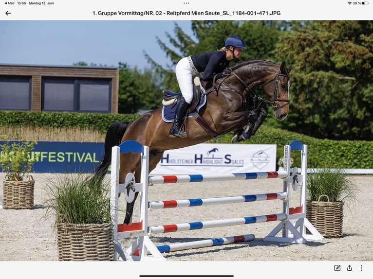 Holsteiner Merrie 7 Jaar 173 cm Donkerbruin in Sch&#xFC;lp bei Nortorf