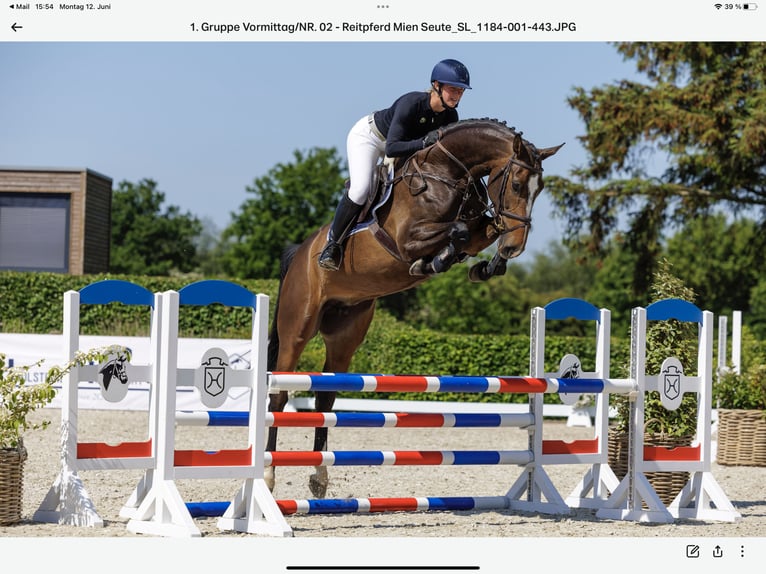 Holsteiner Merrie 7 Jaar 173 cm Donkerbruin in Sch&#xFC;lp bei Nortorf