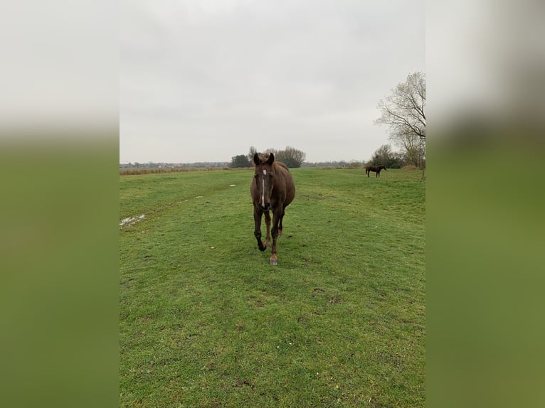 Holsteiner Merrie 7 Jaar 173 cm Vos in Epenwöhrden