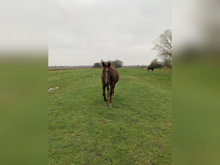 Holsteiner Merrie 7 Jaar 173 cm Vos in Epenwöhrden