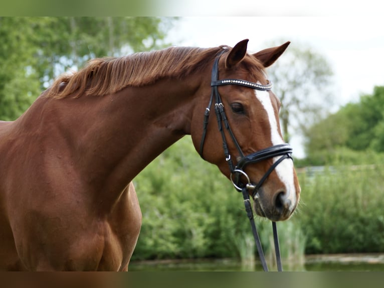 Holsteiner Merrie 7 Jaar 173 cm Vos in Neuengörs