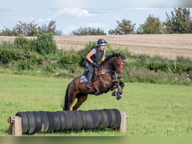Holsteiner Merrie 7 Jaar 174 cm Bruin in Bovenau