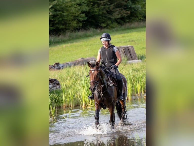 Holsteiner Merrie 7 Jaar 174 cm Bruin in Bovenau