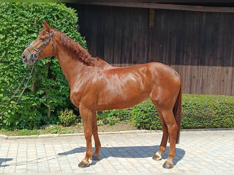 Holsteiner Merrie 7 Jaar 174 cm Vos in Chieming