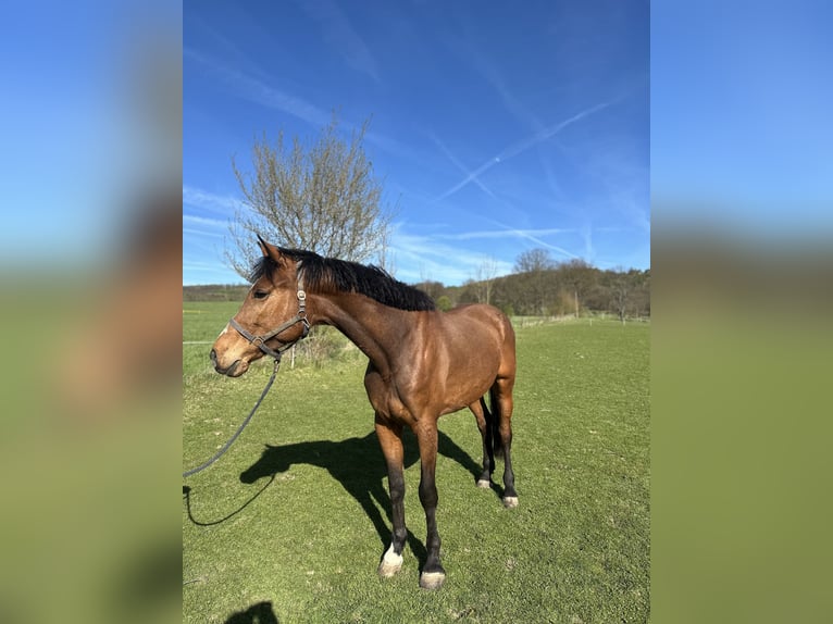 Holsteiner Merrie 7 Jaar 175 cm Bruin in Horní Habartice