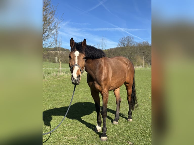 Holsteiner Merrie 7 Jaar 175 cm Bruin in Horní Habartice