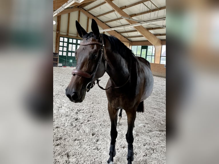 Holsteiner Merrie 7 Jaar 175 cm Bruin in Osterburg ot Düsedau