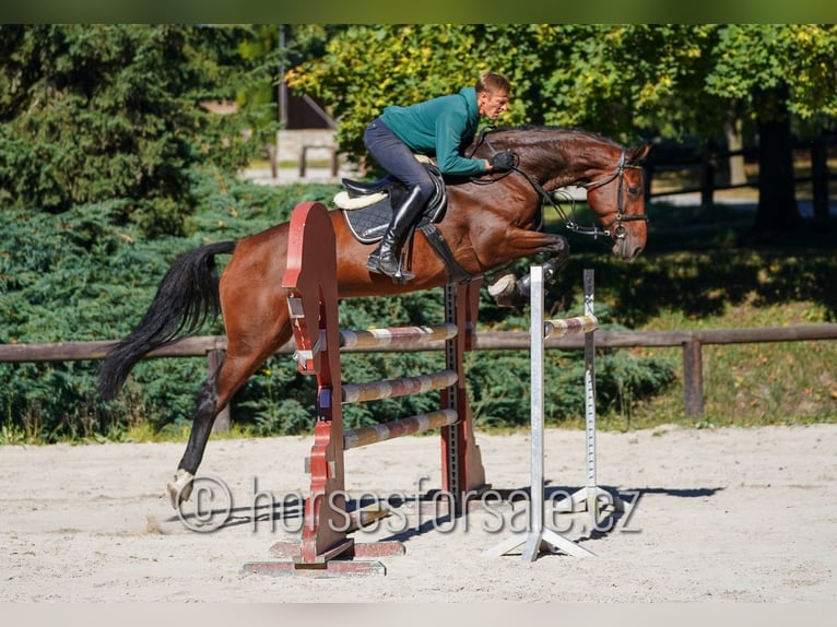 Holsteiner Merrie 7 Jaar 175 cm Bruin in Tabor