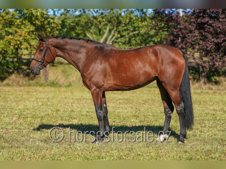 Holsteiner Merrie 7 Jaar 175 cm Bruin in Tabor