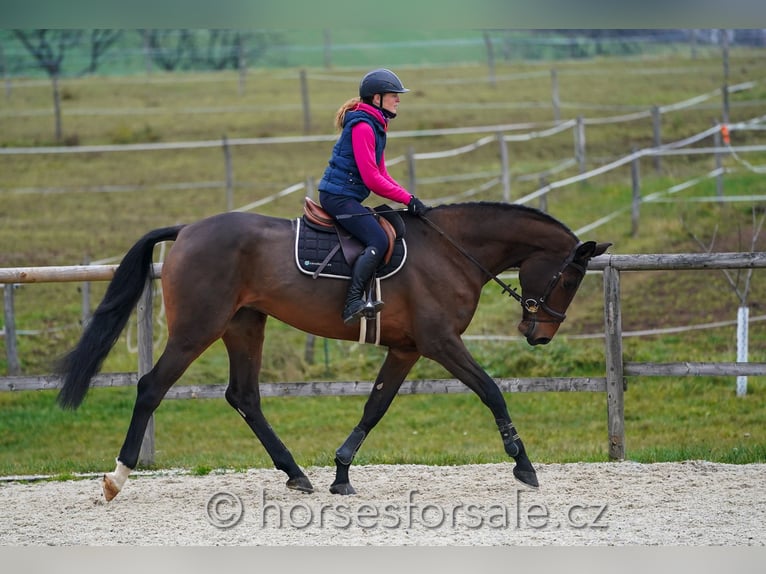 Holsteiner Merrie 7 Jaar 175 cm Bruin in Tabor