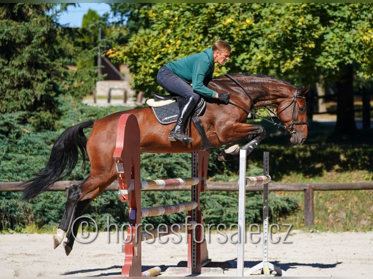 Holsteiner Merrie 7 Jaar 175 cm Bruin in Tabor