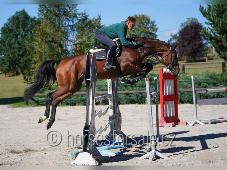 Holsteiner Merrie 7 Jaar 175 cm Bruin in Tabor