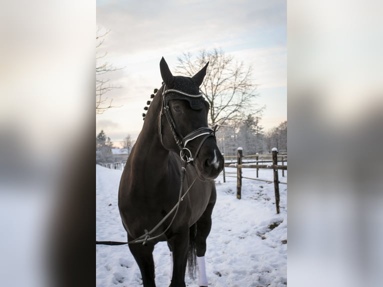 Holsteiner Merrie 7 Jaar 175 cm Zwartbruin in Halstenbek