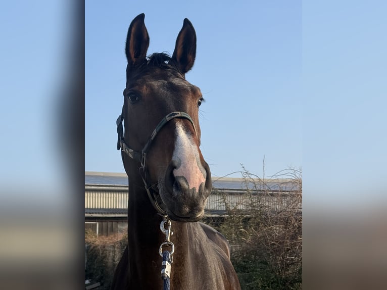 Holsteiner Merrie 7 Jaar 176 cm Zwartbruin in Viernhein