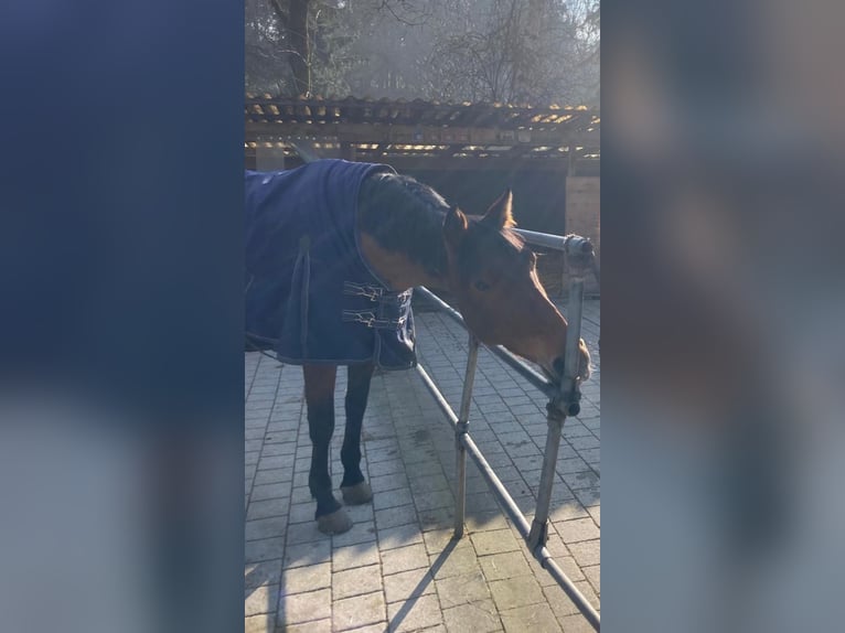 Holsteiner Merrie 7 Jaar Bruin in Gontenschwil