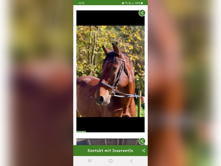 Holsteiner Merrie 7 Jaar Bruin in Gontenschwil