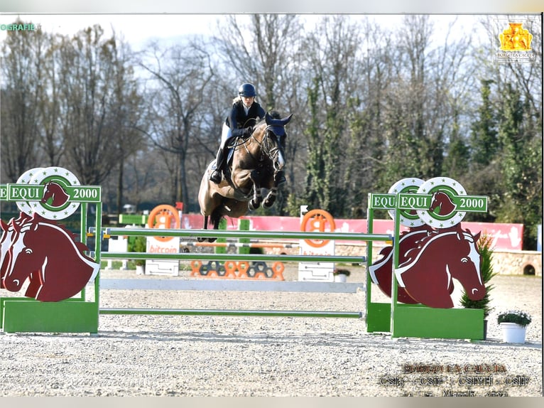 Holsteiner Merrie 7 Jaar Zwartbruin in Herxheim bei Landau/Pfalz