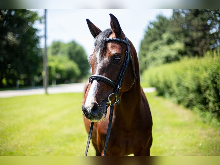 Holsteiner Merrie 8 Jaar 160 cm Bruin in Spratzern