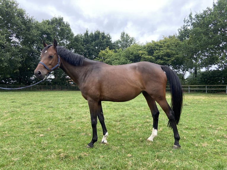 Holsteiner Merrie 8 Jaar 160 cm Donkerbruin in Peheim