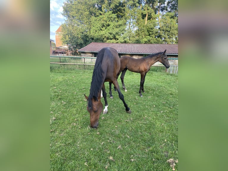 Holsteiner Merrie 8 Jaar 160 cm Donkerbruin in Peheim