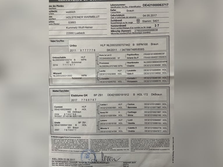 Holsteiner Merrie 8 Jaar 160 cm Donkerbruin in Peheim