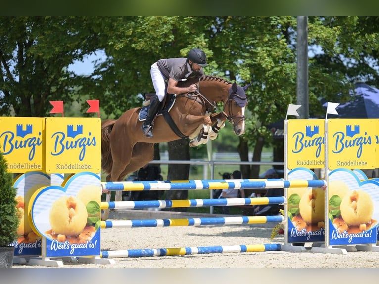 Holsteiner Merrie 8 Jaar 161 cm Vos in Haag in Oberbayern