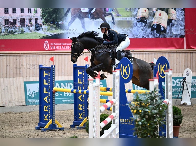 Holsteiner Merrie 8 Jaar 162 cm Bruin in Christiansfeld