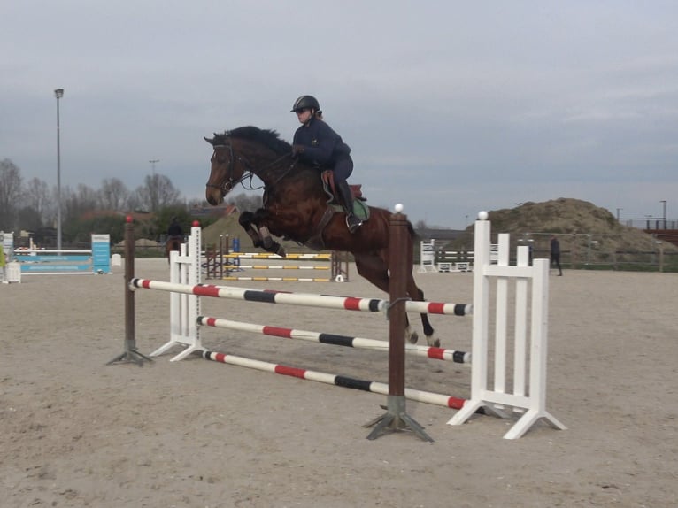 Holsteiner Merrie 8 Jaar 162 cm Bruin in Oppuurs