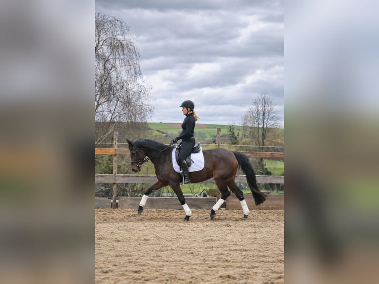 Holsteiner Merrie 8 Jaar 162 cm Bruin in Duderstadt