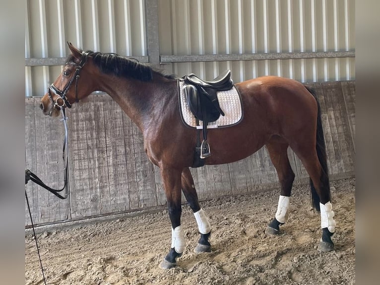 Holsteiner Merrie 8 Jaar 163 cm Bruin in Kevelaer