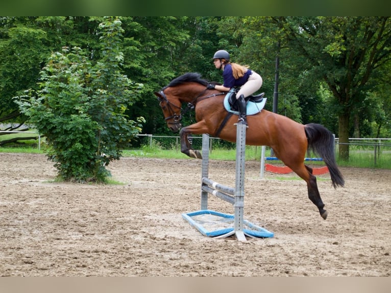 Holsteiner Merrie 8 Jaar 163 cm Bruin in Kevelaer