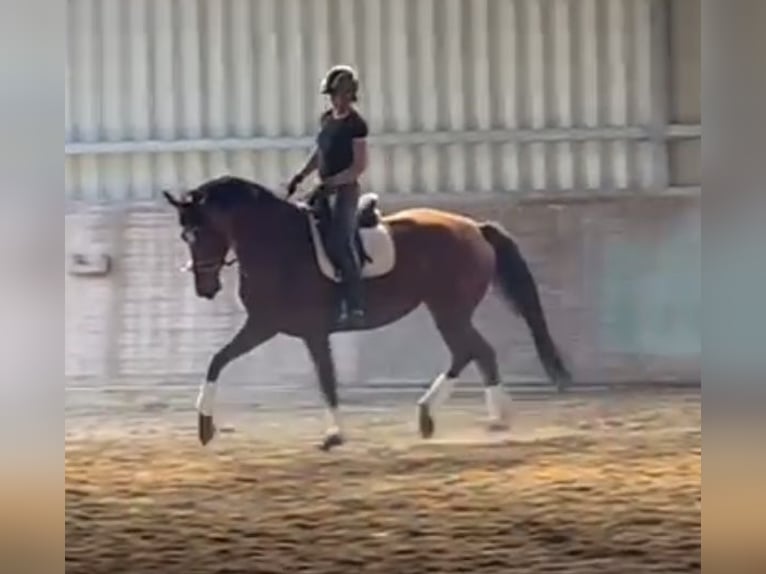 Holsteiner Merrie 8 Jaar 163 cm Bruin in Kevelaer