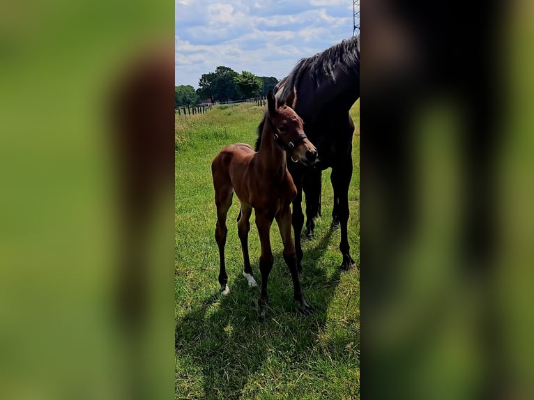 Holsteiner Merrie 8 Jaar 163 cm Donkerbruin in Enger