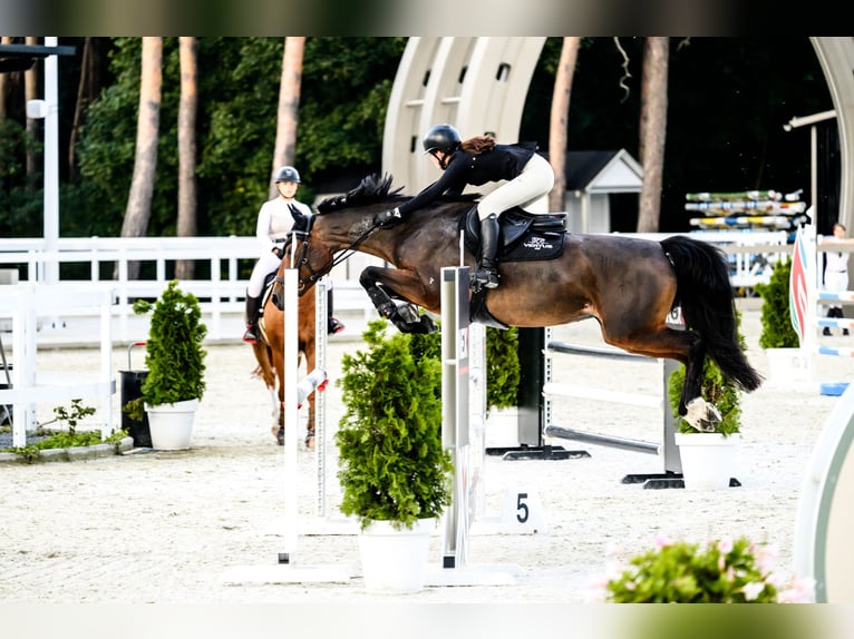 Holsteiner Merrie 8 Jaar 163 cm Roodbruin in Łódź