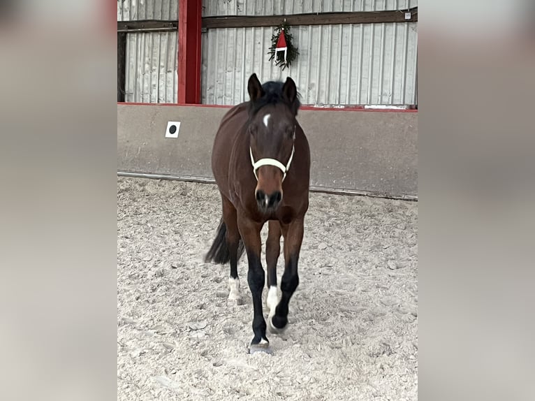 Holsteiner Merrie 8 Jaar 164 cm Bruin in Hessisch Lichtenau