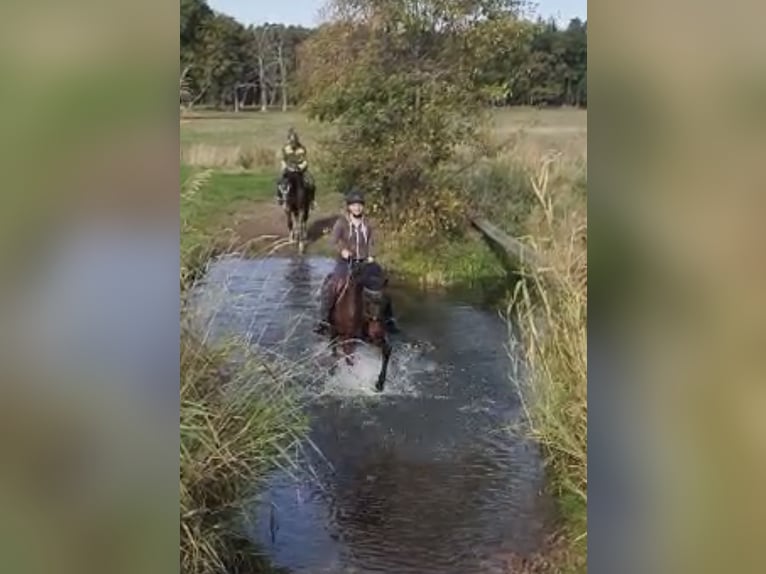 Holsteiner Merrie 8 Jaar 164 cm Bruin in Hessisch Lichtenau