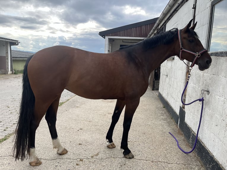 Holsteiner Merrie 8 Jaar 164 cm Bruin in Hessisch Lichtenau