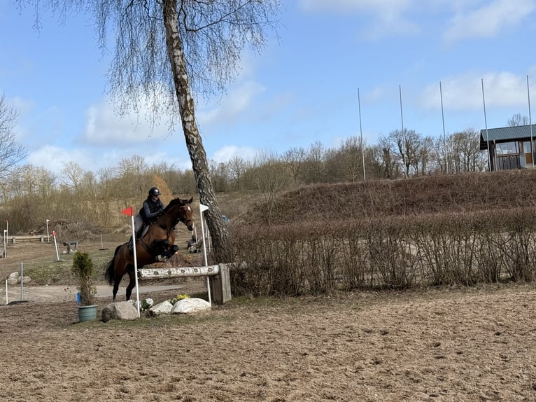 Holsteiner Merrie 8 Jaar 164 cm Bruin in Ahrensbök
