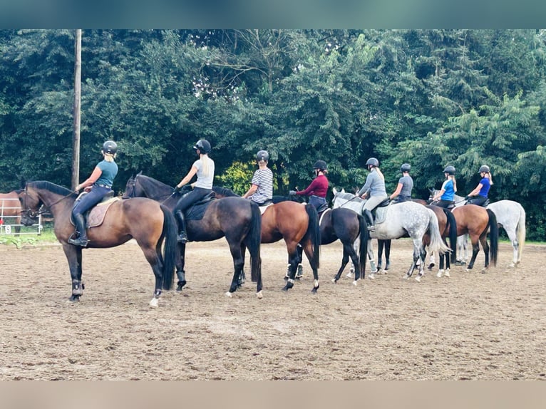 Holsteiner Merrie 8 Jaar 164 cm Bruin in Negernb&#xF6;tel