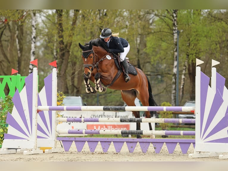 Holsteiner Merrie 8 Jaar 164 cm Bruin in Tremsbüttel