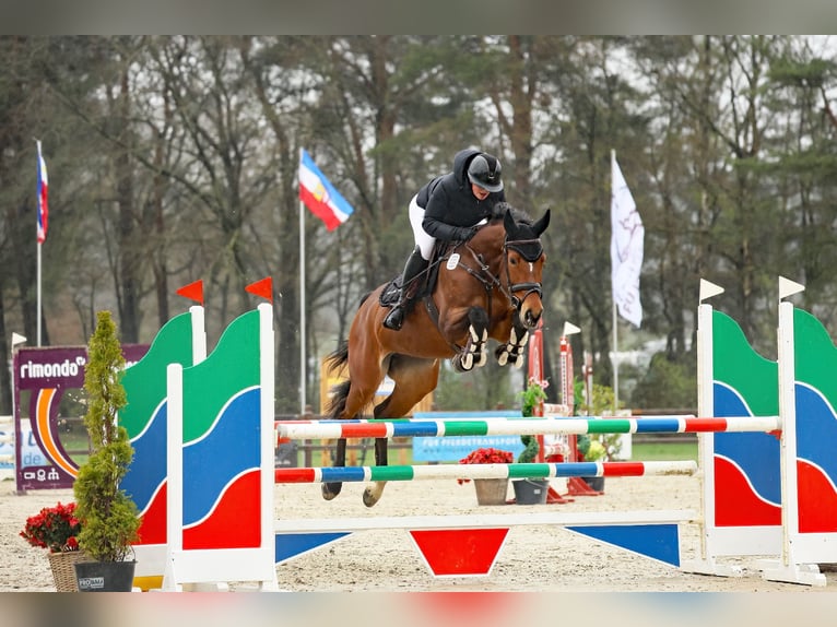 Holsteiner Merrie 8 Jaar 164 cm Bruin in Tremsbüttel