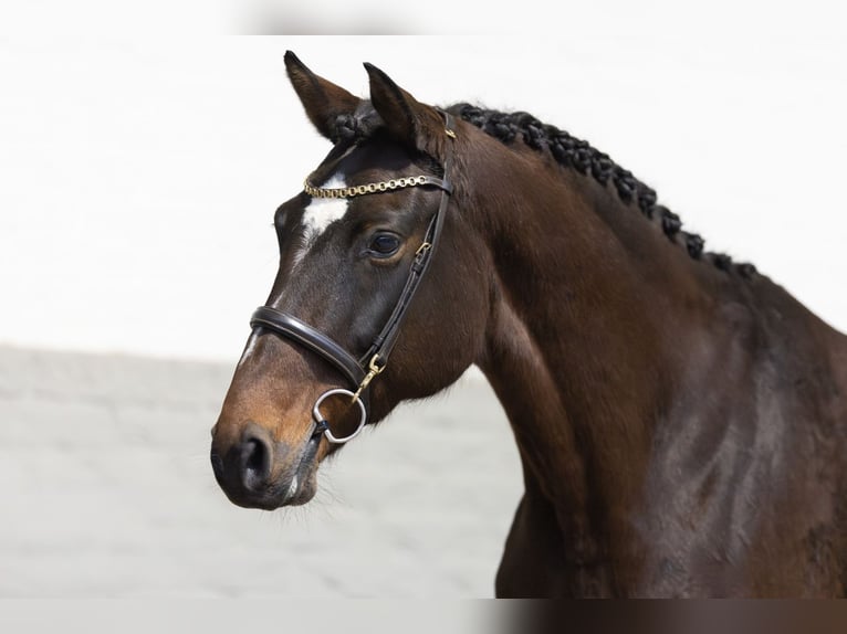 Holsteiner Merrie 8 Jaar 164 cm Donkerbruin in Heerde