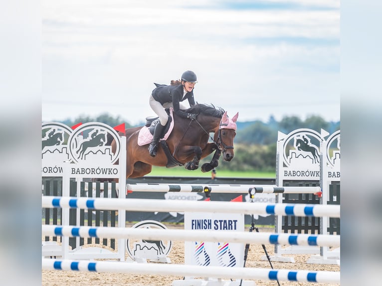 Holsteiner Merrie 8 Jaar 164 cm Roodbruin in Łódź