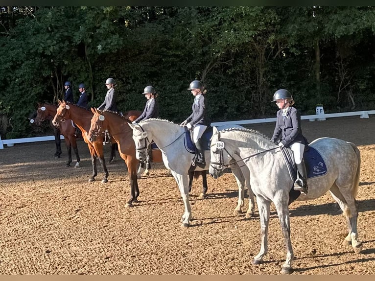 Holsteiner Merrie 8 Jaar 165 cm Bruin in Sch&#xF6;nhorst