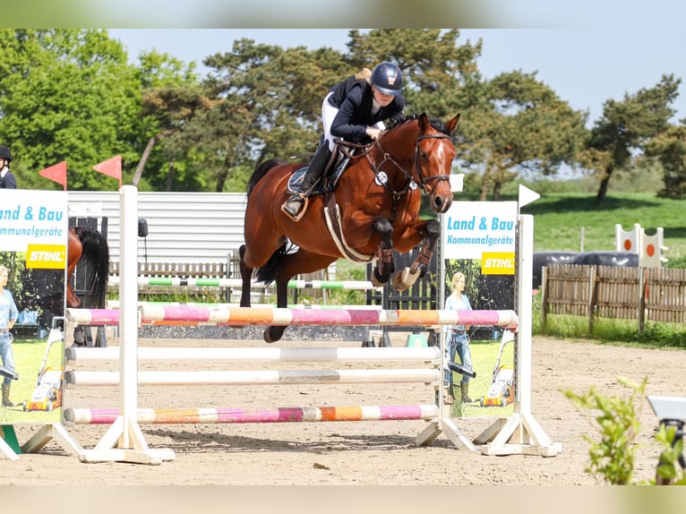 Holsteiner Merrie 8 Jaar 165 cm Bruin in Sch&#xF6;nhorst