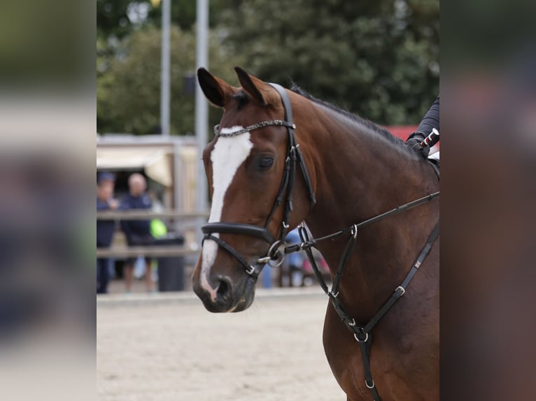 Holsteiner Merrie 8 Jaar 165 cm Bruin in Schwesing