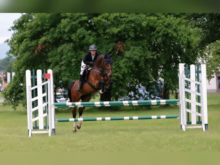 Holsteiner Merrie 8 Jaar 165 cm Bruin in Murg