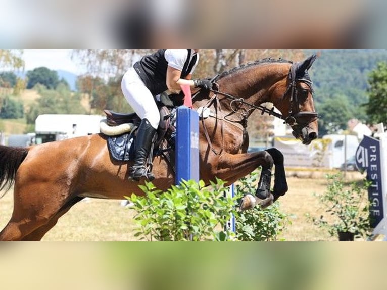 Holsteiner Merrie 8 Jaar 165 cm Bruin in Murg