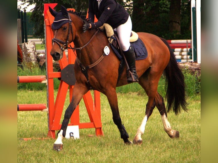 Holsteiner Merrie 8 Jaar 165 cm Bruin in Murg