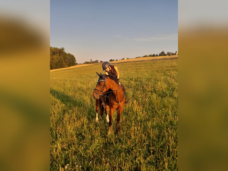 Holsteiner Merrie 8 Jaar 165 cm Bruin in Murg